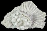 Fossil Crinoid (Cribanocrinus) Crown - Gilmore City, Iowa #102964-1